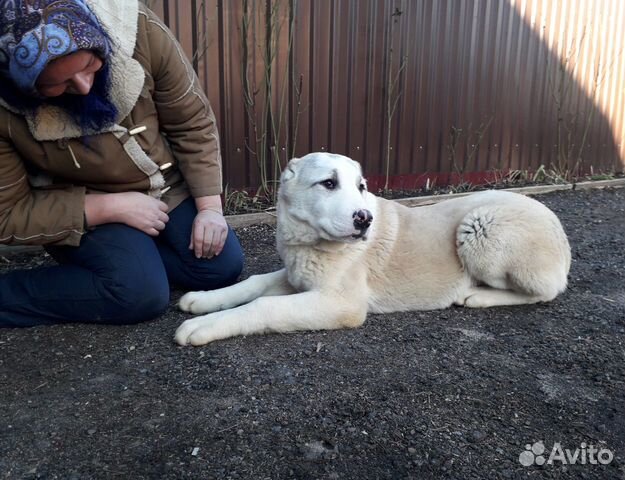 Лучшие представители породы