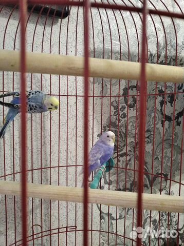 Волнистые попугайчики купить на Зозу.ру - фотография № 3