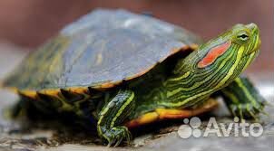 Пресноводная красноухая черепаха купить на Зозу.ру - фотография № 1