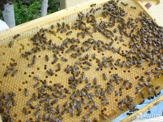 Пчелопакеты 2020 купить на Зозу.ру - фотография № 4