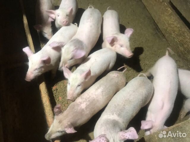 Поросята. Ландрас