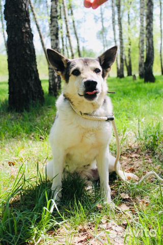 Отдам в хорошие руки, ласковую Фасольку