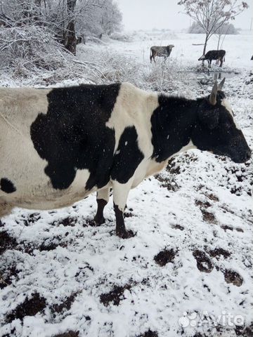 Корова и бычки купить на Зозу.ру - фотография № 2