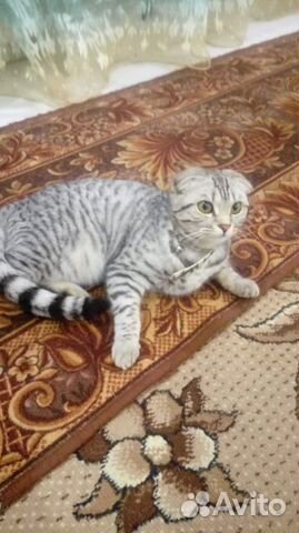 Кошка ищу бенгальского кота кошечки для вязки купить на Зозу.ру - фотография № 1
