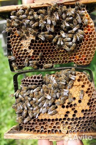 Пчесемьи и пчелопакеты от производителя (карпатка) купить на Зозу.ру - фотография № 3