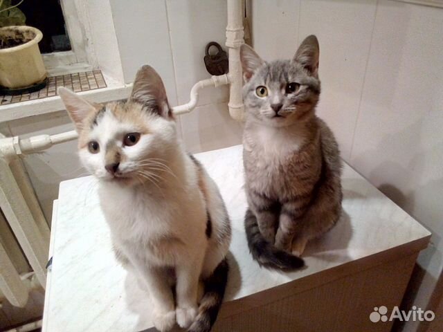 Кошечки в добрые руки