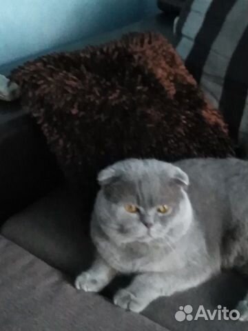 Лиловый парень