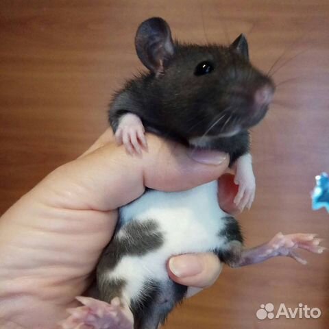 Крысята купить на Зозу.ру - фотография № 6
