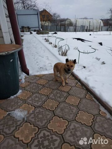 Собака нашлась купить на Зозу.ру - фотография № 1