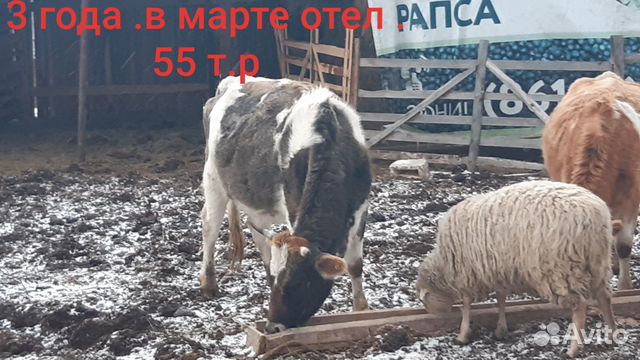 Коровы и телки купить на Зозу.ру - фотография № 6