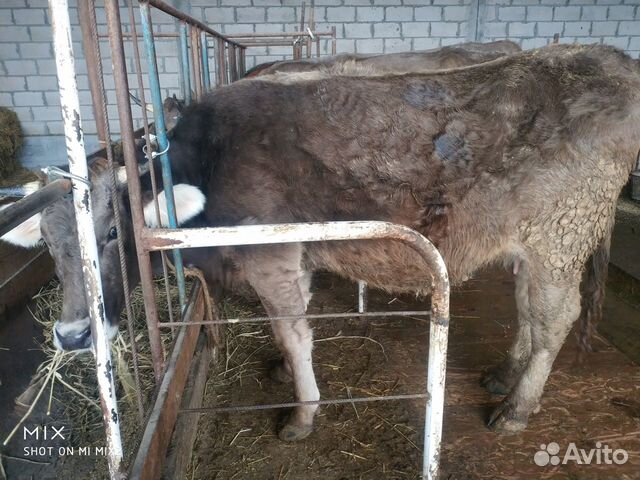 Корова швиц купить на Зозу.ру - фотография № 4