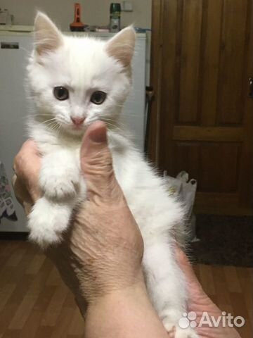 Отдам белого котёнка купить на Зозу.ру - фотография № 2