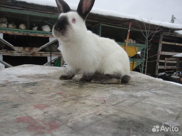 Кролик купить на Зозу.ру - фотография № 4