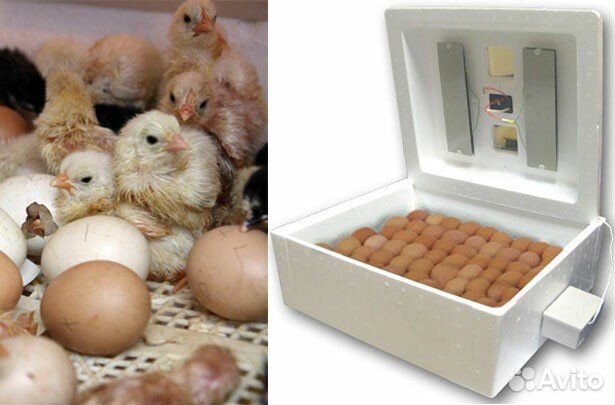 Инкубатор несушка на 104 яйца с влагомером купить на Зозу.ру - фотография № 1