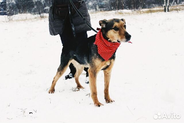 Собака Стенли Брамс в добрые руки бесплатно купить на Зозу.ру - фотография № 8