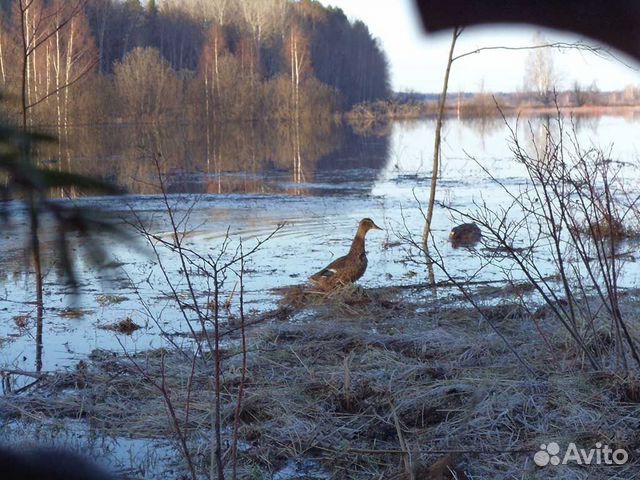 Подсадные утки для охоты купить на Зозу.ру - фотография № 1