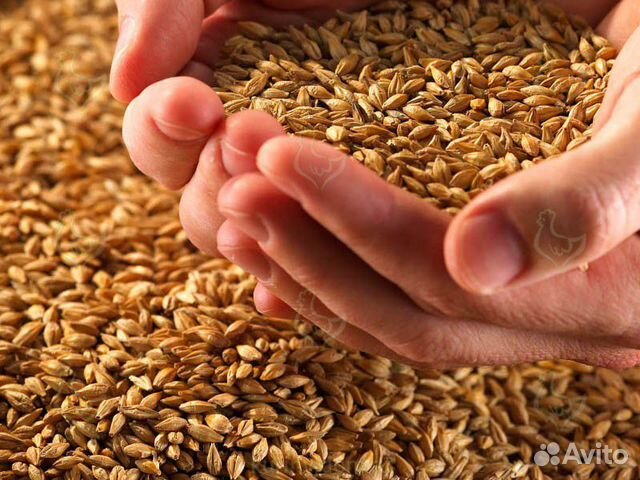 Пшеница озимая купить на Зозу.ру - фотография № 1
