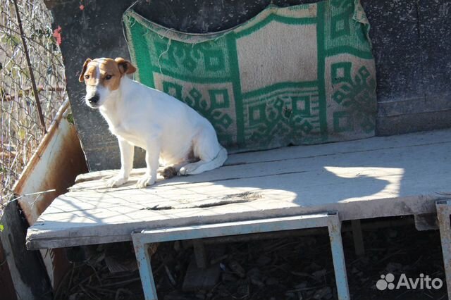 Чистокровная собака Джек Рассел терьер купить на Зозу.ру - фотография № 2