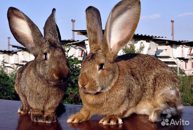 Кролики (самки) Бельгийский фландр купить на Зозу.ру - фотография № 1