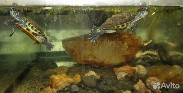 Черепахи мексиканские, красноухие купить на Зозу.ру - фотография № 6