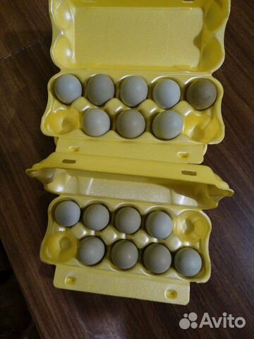 Инкубационное яйцо Ухейиюль купить на Зозу.ру - фотография № 1