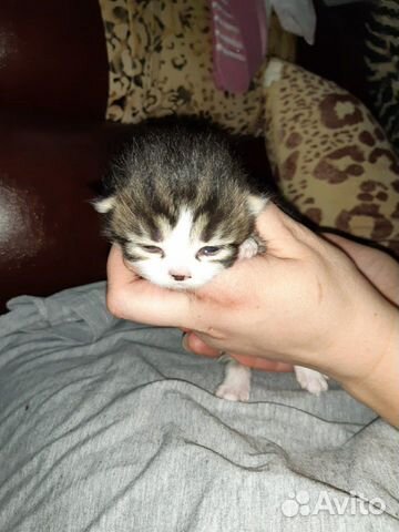 Красивейшие котята в самые заботливые руки купить на Зозу.ру - фотография № 2