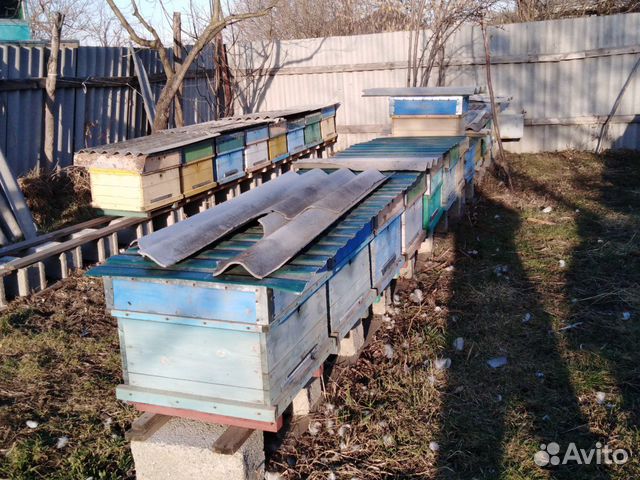 Пчёлы купить на Зозу.ру - фотография № 7