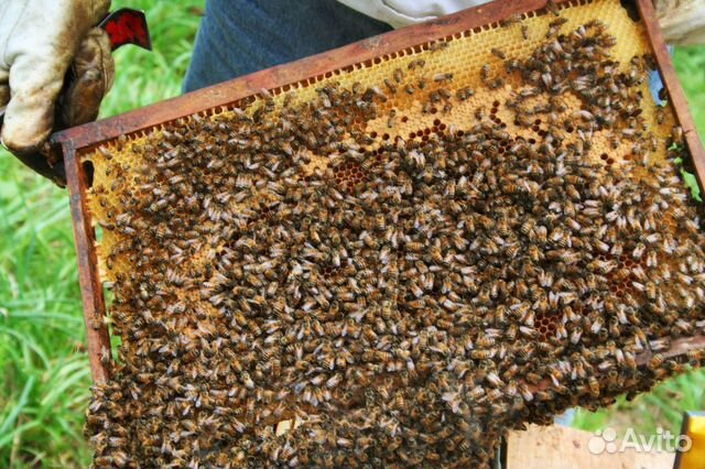 Пчелопакеты.пчелы купить на Зозу.ру - фотография № 1