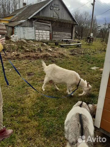 Дойные породистые козы купить на Зозу.ру - фотография № 5