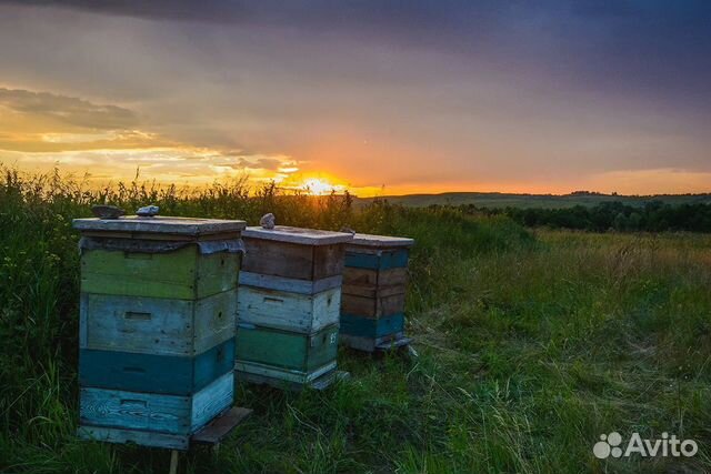 Пчелосемьи продаются купить на Зозу.ру - фотография № 1