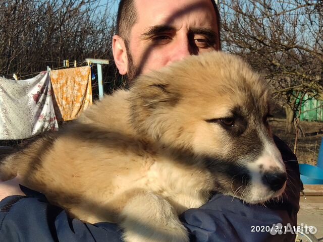 Продаю щенков Туркменского Алабая купить на Зозу.ру - фотография № 6