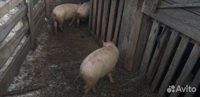 Свиньи 5 месяцев купить на Зозу.ру - фотография № 4
