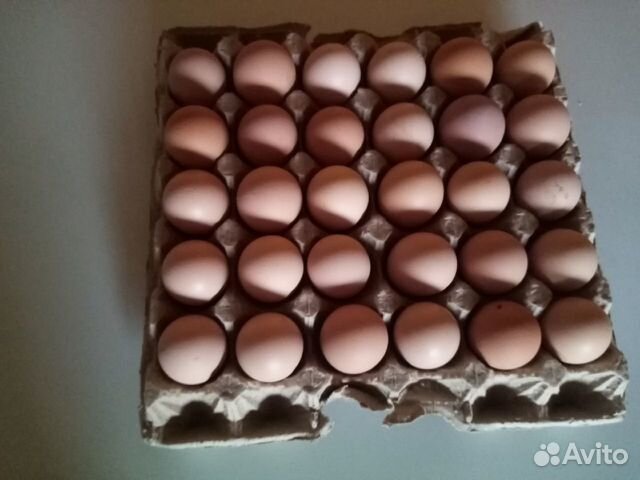 Инкубационные яйца джерсиский гигант купить на Зозу.ру - фотография № 7