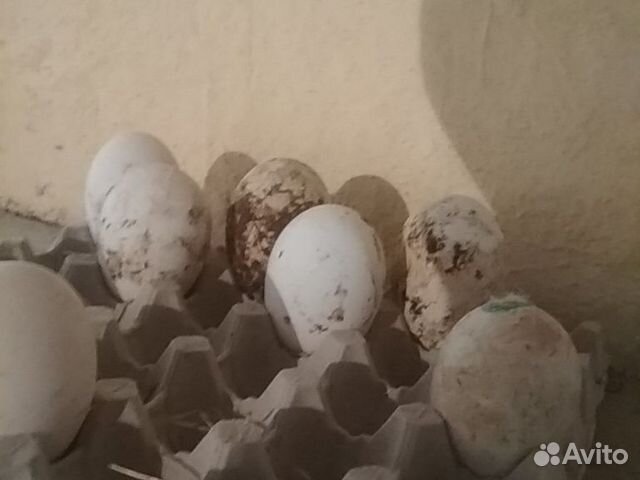 Яйца холмогорских гусей чисто породние купить на Зозу.ру - фотография № 1