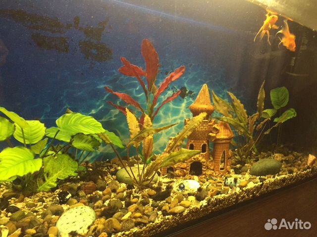 Продаётся аквариум на 180л купить на Зозу.ру - фотография № 4