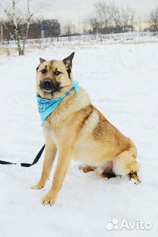 Спокойный добрый пес Шерлок в дар купить на Зозу.ру - фотография № 5
