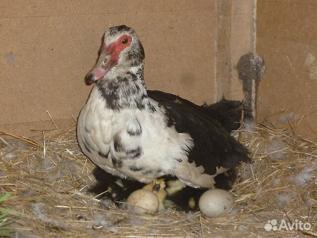 Инкубационное яйцо мускусной утки купить на Зозу.ру - фотография № 2