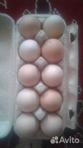 Продам куриные инкубационные яйца купить на Зозу.ру - фотография № 1