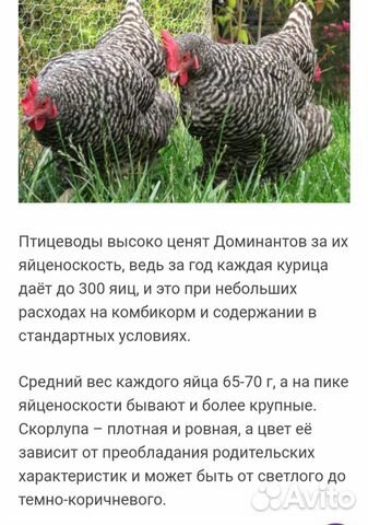 Индюшата, цыплята купить на Зозу.ру - фотография № 7