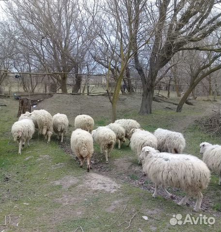Овцы ягнята купить на Зозу.ру - фотография № 2