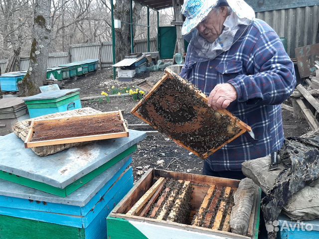 Продам пчело-Пакеты купить на Зозу.ру - фотография № 4