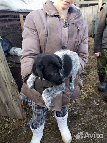 Продается щенок Дратхар, девочка два месяца купить на Зозу.ру - фотография № 3