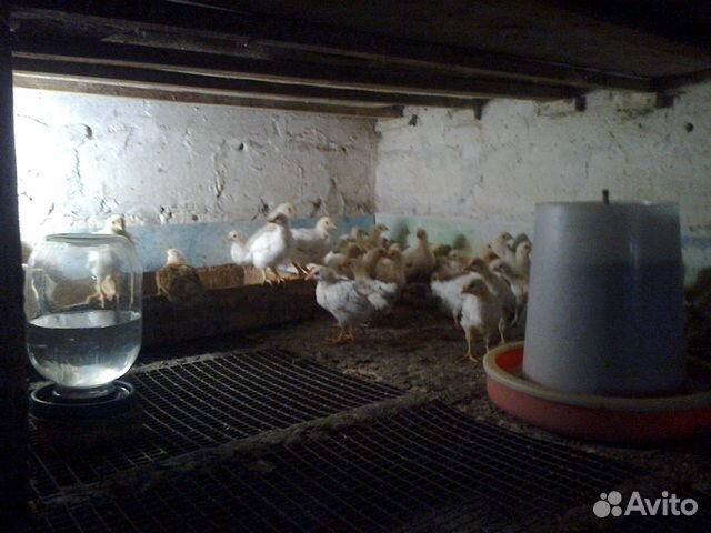 Цыплята 59 дней купить на Зозу.ру - фотография № 6