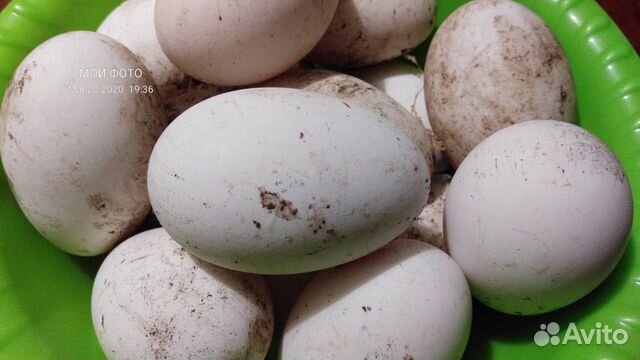 Гусиные яйца на инкубацию купить на Зозу.ру - фотография № 1