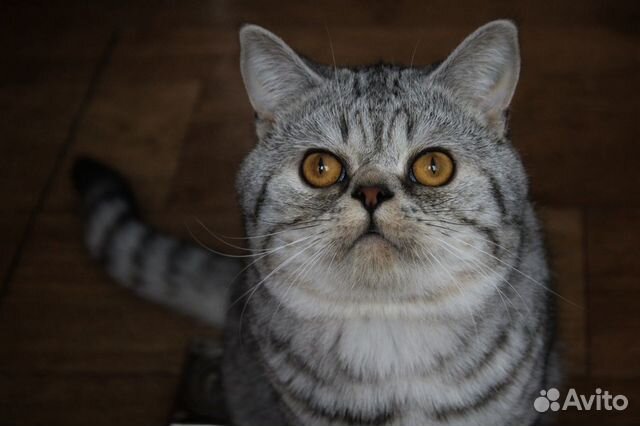 Ищу кота для вязки купить на Зозу.ру - фотография № 2