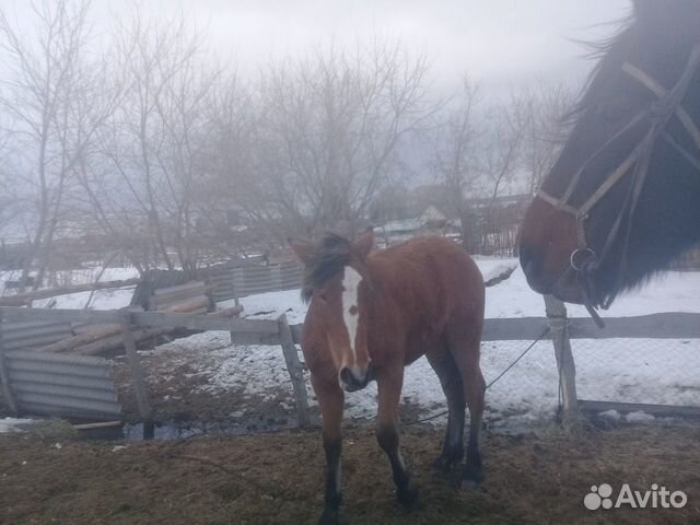 Продам лошадь и жеребёнка купить на Зозу.ру - фотография № 8