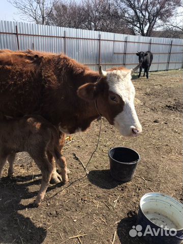 Корова с телёнком, Бичок родился неделю назад купить на Зозу.ру - фотография № 2