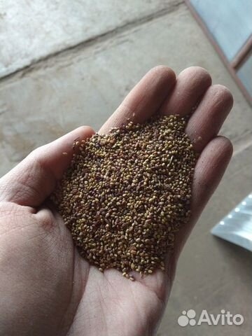 Семена клевера(розовый, луговой) купить на Зозу.ру - фотография № 1