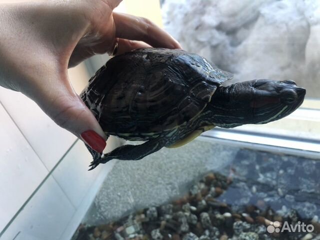Водоплавающая красноухая черепаха купить на Зозу.ру - фотография № 1