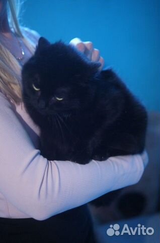 Кошка черная молодая купить на Зозу.ру - фотография № 4